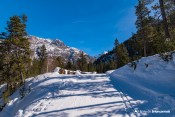 la forestiere a travers melezes nordic nevache
